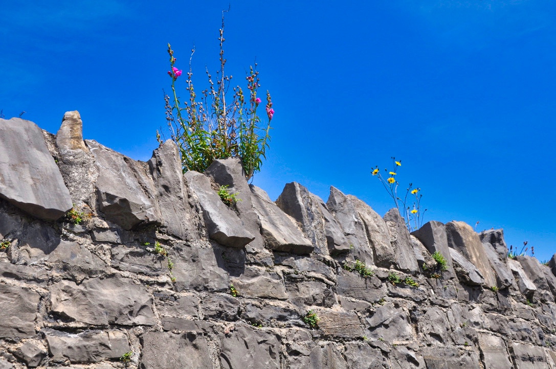 plant-wall
