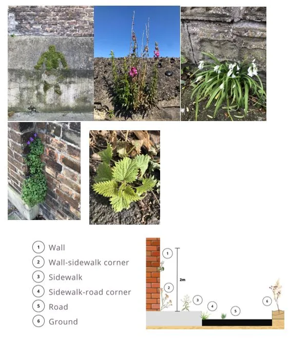 Novel ecosystems in Dublin by Anna Santallusia