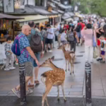 Urban deer in Nara, Japan (2024) | Marnix Vos / Shutterstock
