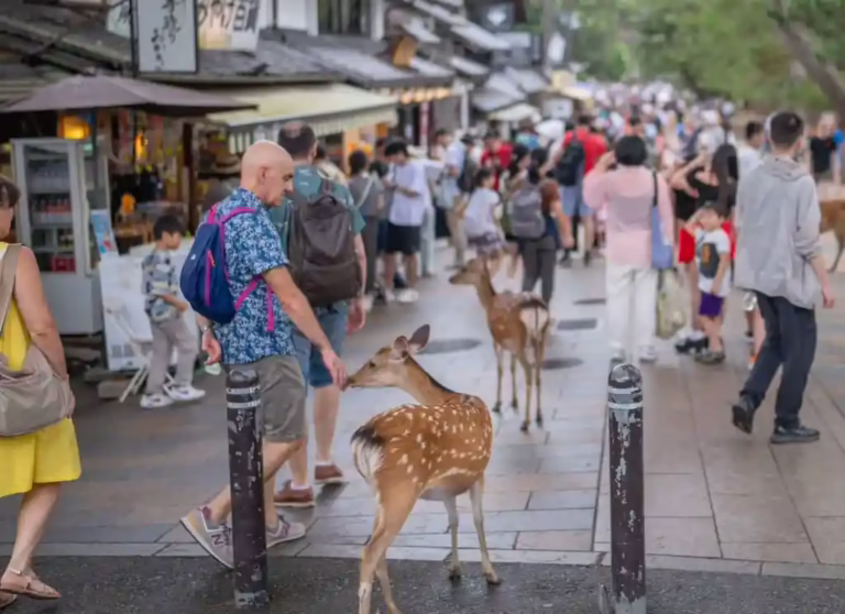 Urban deer in Nara, Japan (2024) | Marnix Vos / Shutterstock